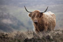 Highland Cattle Cow Standing On Open Moorland