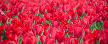 Red Tulips Flower Bed In The Park. Red Tulip Field, Spring Background In Red Color. Close Up. Selective Focus. Panoramic View.