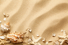 Seashells On Sand Background