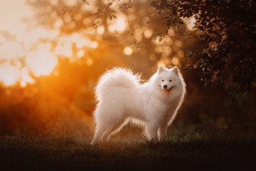 happy samoyed dog posing outdoors at sunset in summer