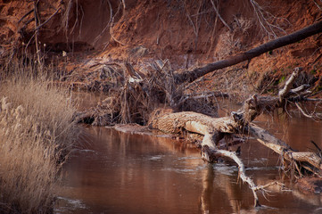 Wall Mural - Deer Creek, Weatherford, Oklahoma