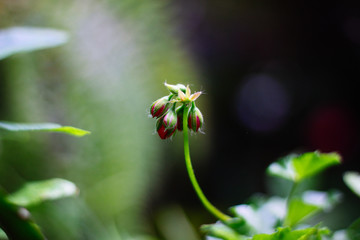 Tiny red geranium buds. Geranium flowers with red bright petals on a branch with green leaves. Gardening