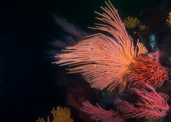 Wall Mural - Palmate sea fan (Leptogorgia palma) with its white feeding polyps extended, surrounded by different species.