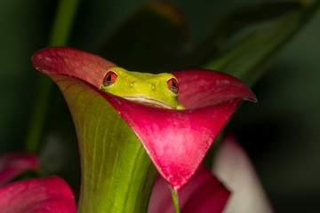 Wall Mural - Red-eyed Green tree frog sitting in a Cali lily	