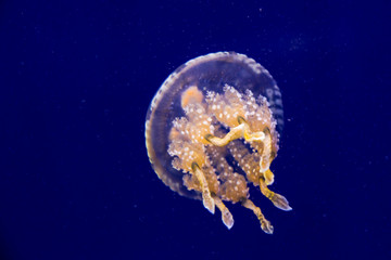 Wall Mural - Spotted jelly or Papuan jellyfish in water