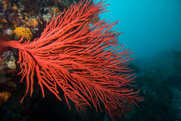 Wall Mural - Large red Palmate sea fan (Leptogoria palma) growing out of the side of the reef.