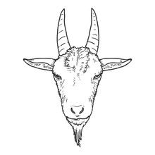 Vector Sketch Goat Head.
