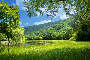 Wall Mural - summer landscape