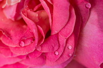 Wall Mural - Purple rose flower with waterdrops close up