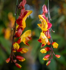 Wall Mural - the detail of tropic plant in a greenhouse