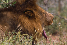 Lion Yawn Close Up