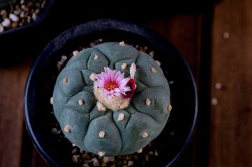 Close up of Lophophora fricii with a beautiful pink blooms