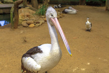 One Australian Pelicans, Pelecanus Conspicillatus, Standing On The Ground. It Is A Large Waterbird In The Pelecanidae Family, Widespread On The Inland And Coastal Waters Of Australia.