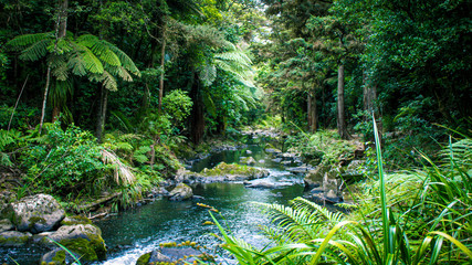 creek in rain forrest