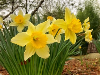 Closeup yellow daffodil (Narcissus) flower blooming in the garden , Winter in Georgia USA.