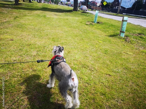 Fotografía Un Schnauzer llamado Floki