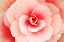 Close-up Of A Pink Begonia Showing Its Textures, Patterns And Details