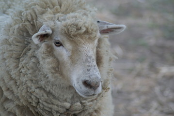 Wall Mural - Sheep