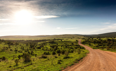 Wall Mural - Gravel road in landscape with sunset in Addo Elephant Park, South Africa