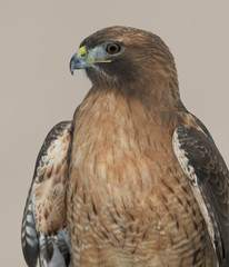 Wall Mural - Red-tailed hawk portrait against brown background