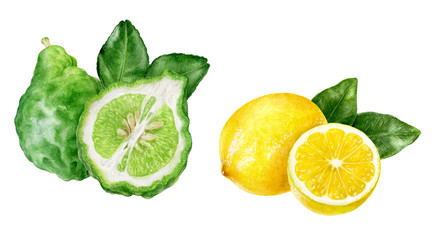 Wall Mural - Bergamot with leaves lemon watercolor isolated on white background