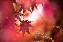 Bright Red Japanese Maple Leaves In The Rain, Autumnal Foliage With Water Droplets, Macro Fall Leaf