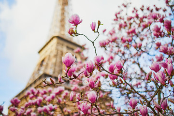 Pink magnolia in full bloom and Eiffel tower over the blue sky