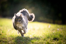 Blue Tabby Maine Coon Cat With Fluffy Tail Running On Lawn In Sunlight