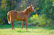 Chestnut Arabian Horse Mare in the field