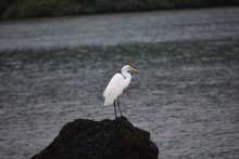 White Seagull On A Rock