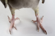 Close Up Of Front View Of The Dry Scaly Claws Of Pearl Cockatiel Bird Feet