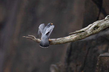 Wall Mural - a peregrine falcon perched on a cliff.