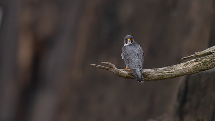 Wall Mural - a peregrine falcon perched on a cliff.