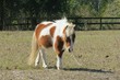 © natalya2015 - Little shetland pony horse on Florida farm, closeup