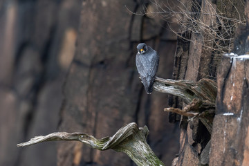 Wall Mural - A curious Peregrine Falcon perched on a cliff.