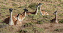 Group Of Guanacos Sitting