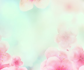 Wall Mural - rectangular Japanese Spring Sakura cherry blossoms 336x280 size website square banner background. 3D Illustration Clip-Art with Floral spring petal design header. copy space in pink, white and green