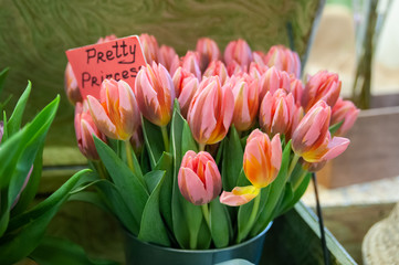 Wall Mural - Chic bouquet of red  pink tulips  variety pretty princess, Hello Spring and Woman day concepts