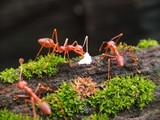 Fototapeta Boho - Ants on The Wood seen close up. fit for animal background. Blurry Background