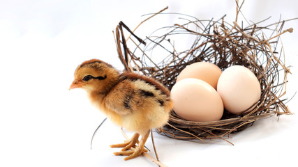 New born chick and eggs in a nest on white use for new beginning conception, Happy Easter holidy