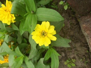 yellow flower in garden