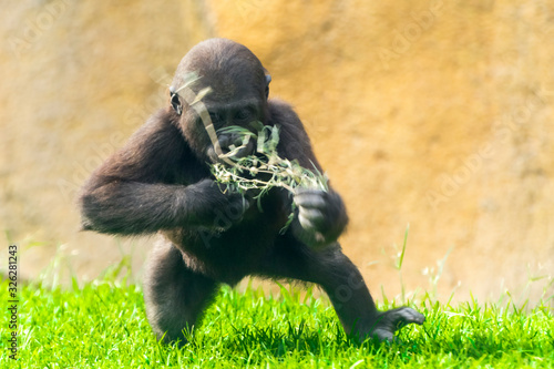Fotomural Young western lowland gorilla