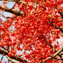 Close Up Of The Red Flowers Of An Illawarra Flame Tree