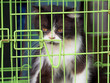 Cat in the cage