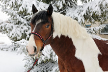 Beautiful Paint Vanner Draft Horse In Winter Snow Park