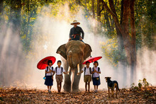 Mahout And Student Little Asian In Uniform Are Raising Elephants On Walkway In Forest. Student Little Asian Girl And Boy Singsong With Him Elephant And Dog, Tha Tum District, Surin, Thailand..