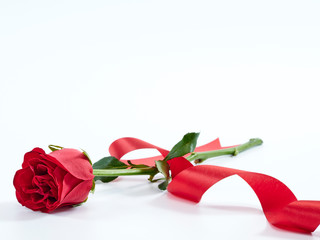 Wall Mural - Single red rose with red ribbon.