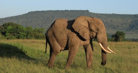an elephant walks in the savannah
