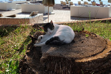 Cat Sleeps On A Stump On The Beach.Sleeping Black White Cat. Beach Scene With Basking In The Sun Wild Cat  And Beach Lounges Background. Montenegro.