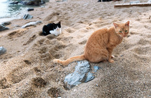 Red And Black White Cats. Two Sitting Cats On Sandy Beach . Montenegro Beach Scene.
